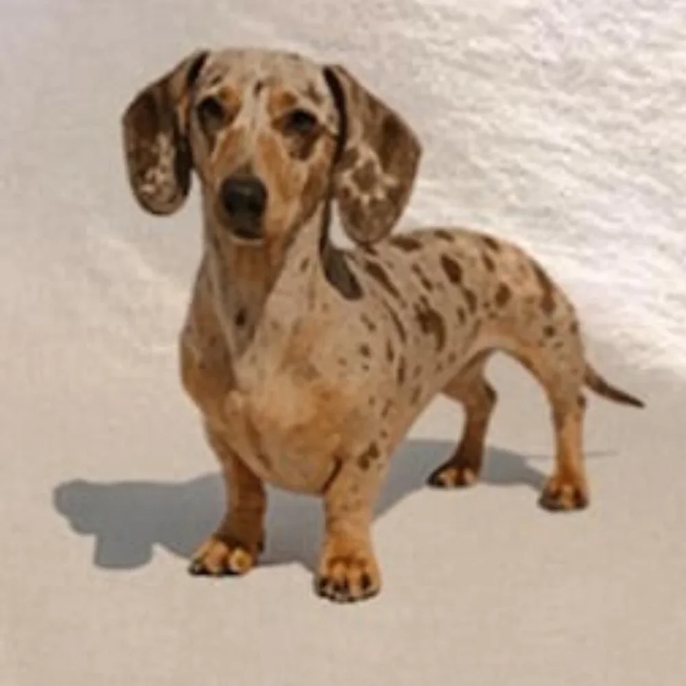 Cute Dachshund Graphic T-Shirt - Picture 2 of 4
